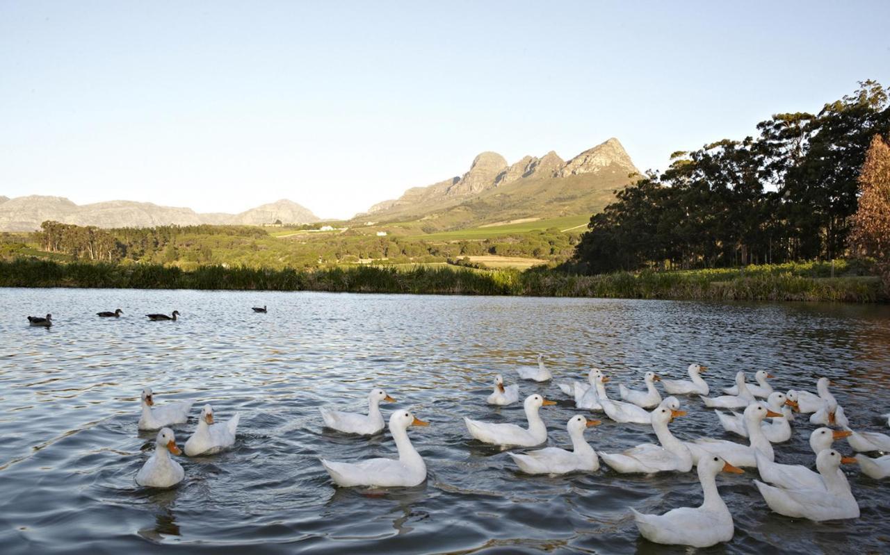 Gasthaus In The Vine Country Manor House Stellenbosch Zimmer foto